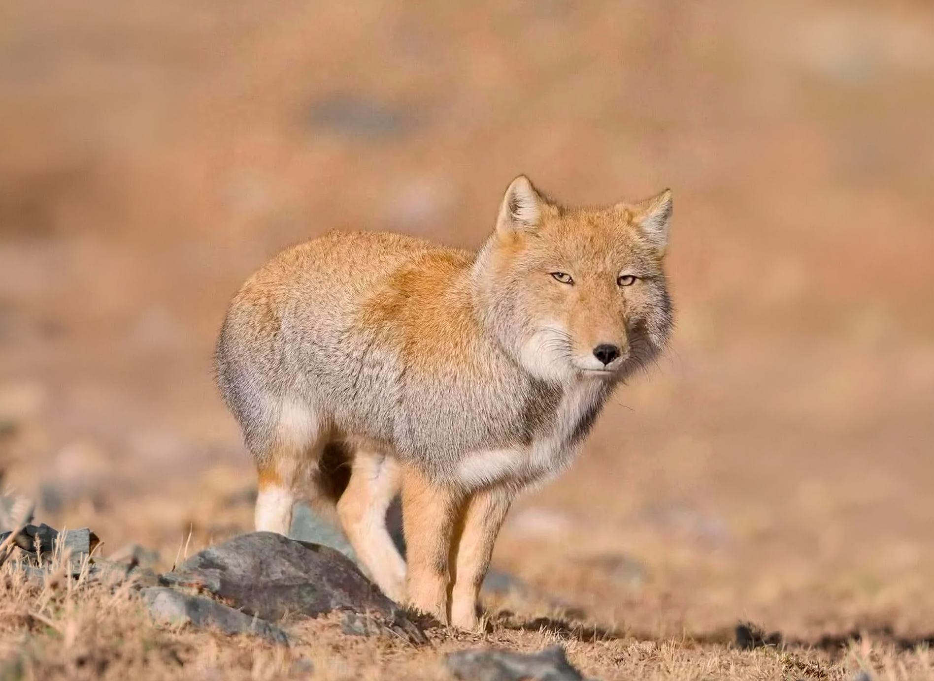 ¿Es real o lo inventó una IA? El extraño animal de «cara cuadrada» que es viral y tiene un truco mortal para cazar